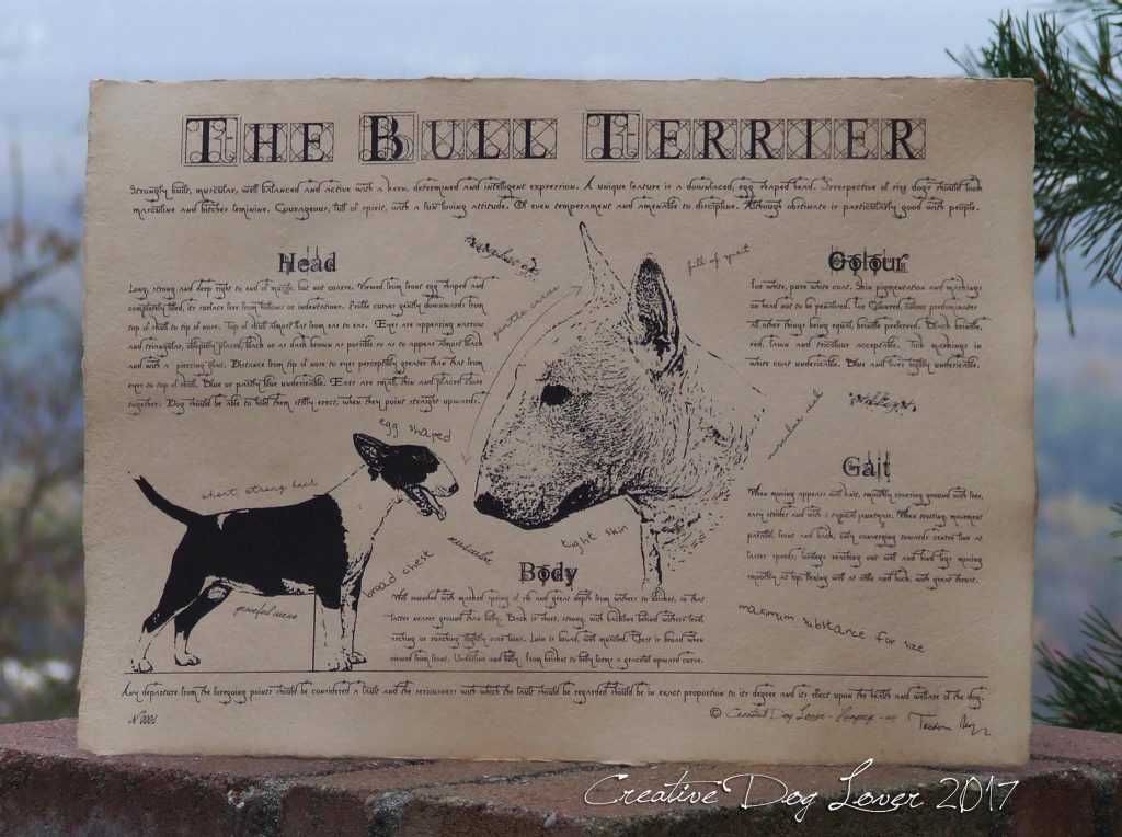 Bull terrier