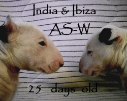 CH India AS-W & Ibiza AS-W