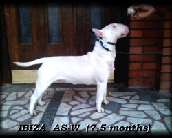 Ibiza AS-W