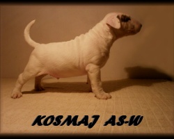 Kosmaj AS-W