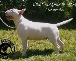 OLD MADMAN AS-W 5,5 MESECI.JPG
