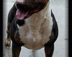 Black Baracuda AS-W