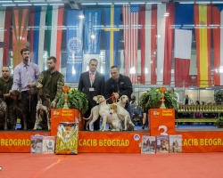 Beograd cacib.jpg