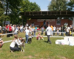 Stara Pazova 899.JPG