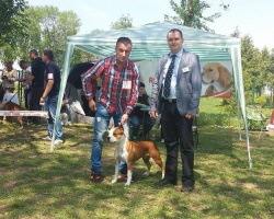 Stara Pazova 556.jpg