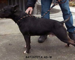 Batistuta AS-W