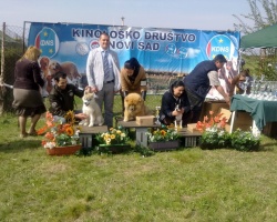 novi sad cac.jpg