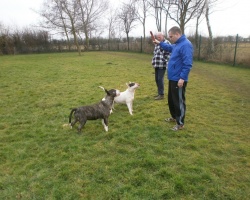 Tulsadoom kennel