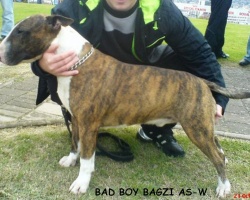 Bad Boy Bagzi AS-W