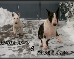 AS-W kennel