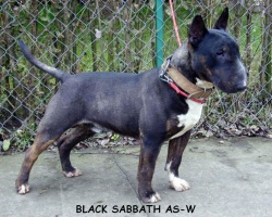Black Sabath AS-W