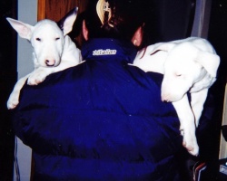 AS-W kennel