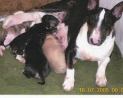 AS-W kennel