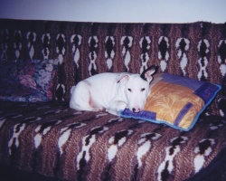 AS-W kennel