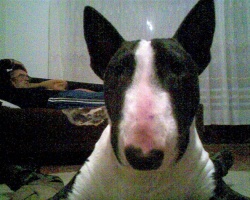 v_20120416_1137728877.jpg