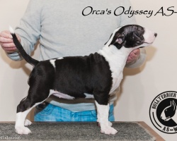 asw-301 text name.jpg