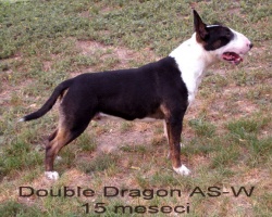 CH Double Dragon AS-W