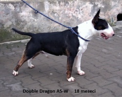 CH Double Dragon AS-W